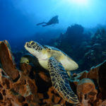 Siladen Resort & Spa - Schildkröte